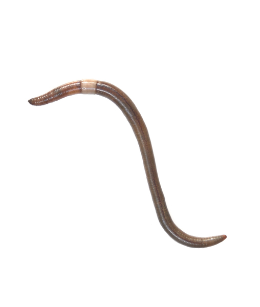 earthworm0888