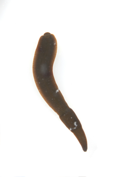 leech0852