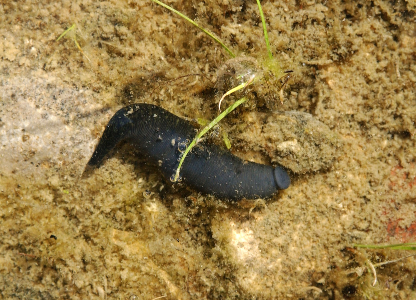 leech1