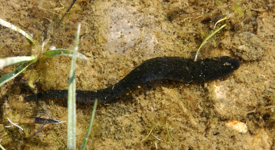 leech2