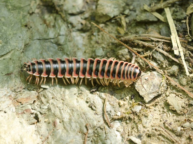 millipede3606