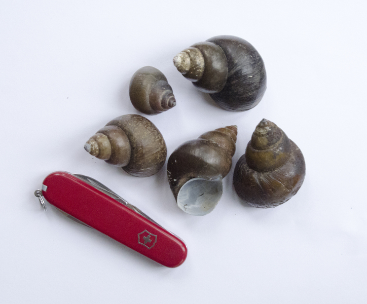 Cipangopaludina2490