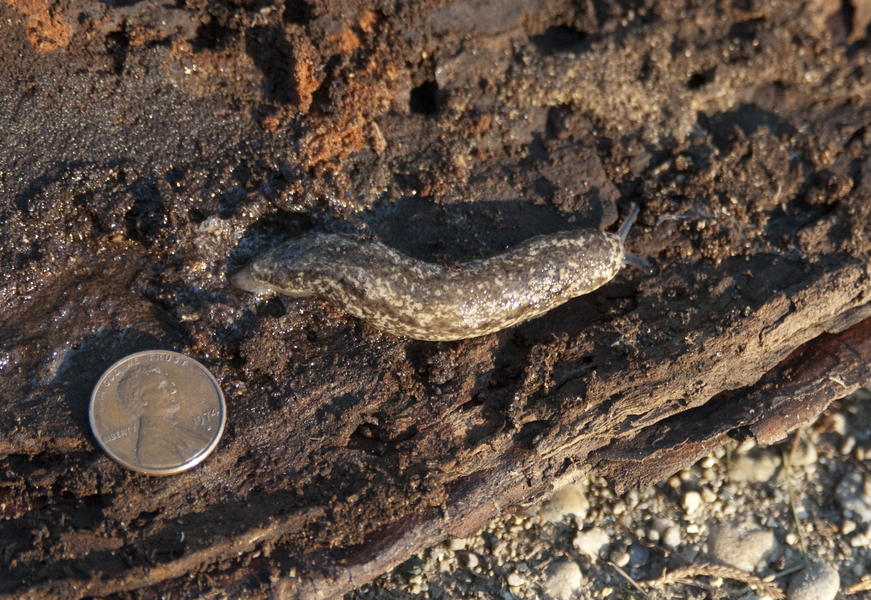 slug3934