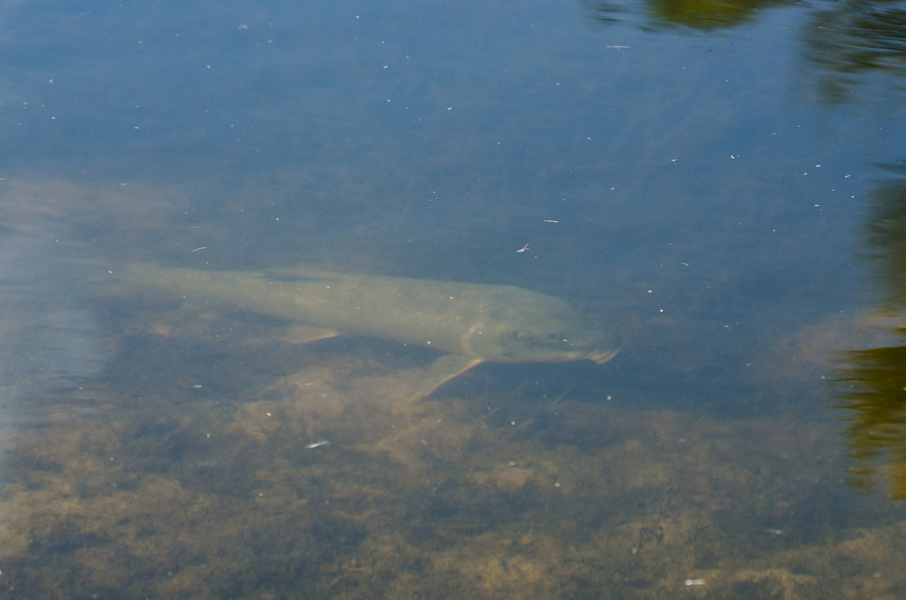 Catostomus1354