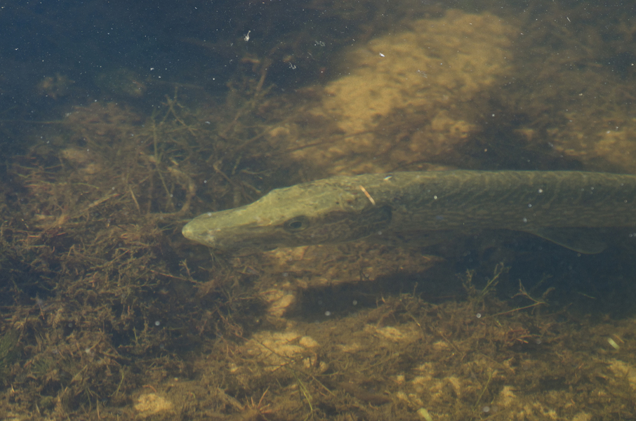 Esox1357