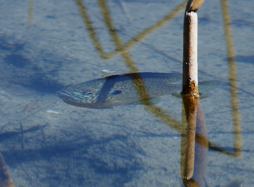 bluegill7508