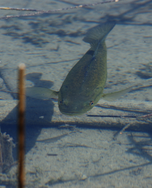 smallmouth7504