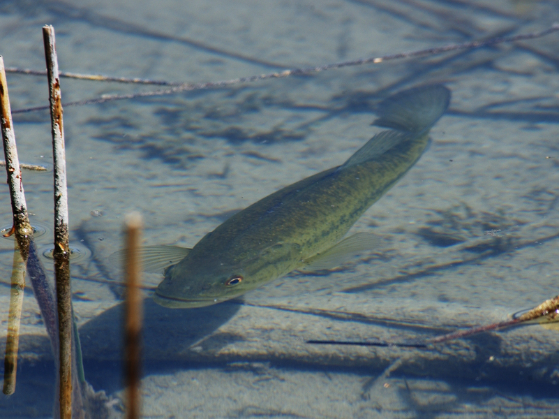 smallmouth7505