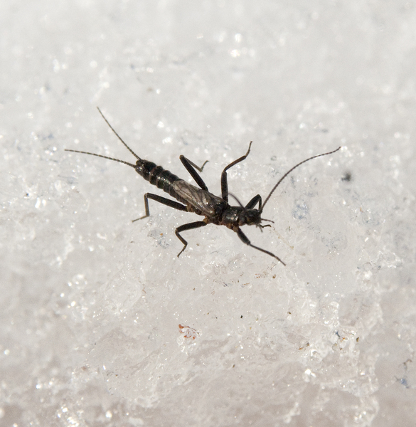 plecoptera9881