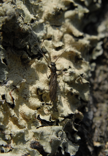 stonefly2867