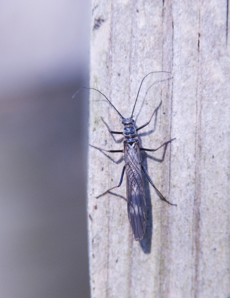 stonefly6986
