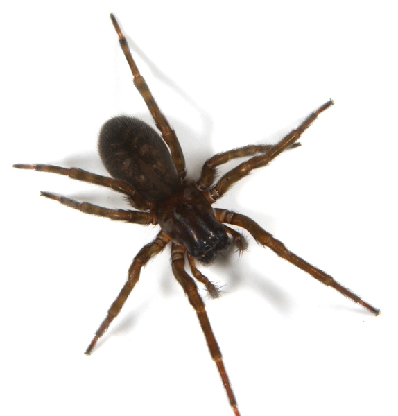 Gnaphosidae3993