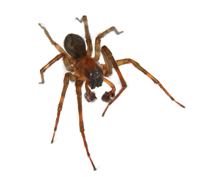 Gnaphosidae4010