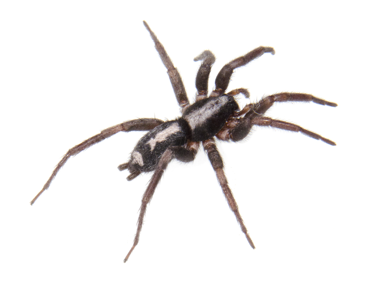 Herpyllus1796