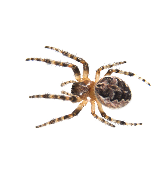 Larinioides0008