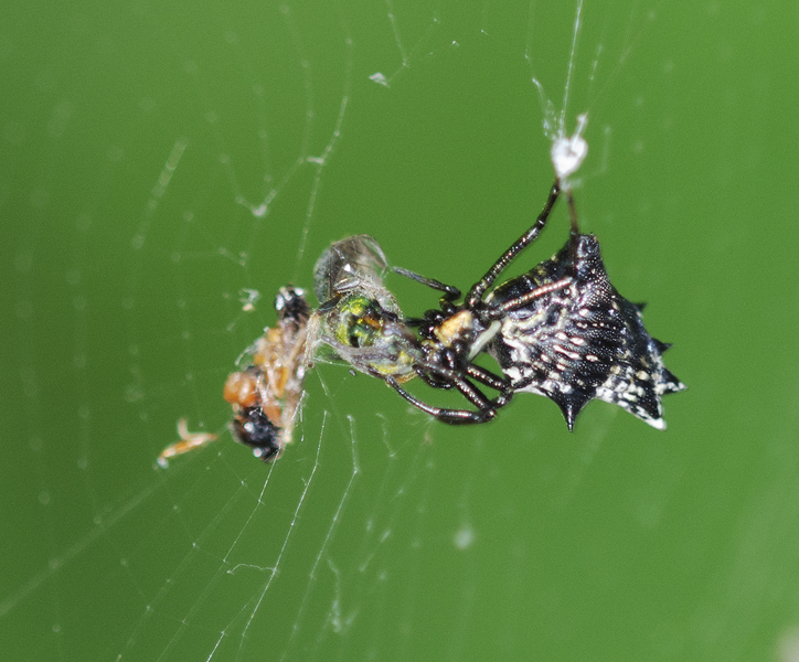 Micrathena7103