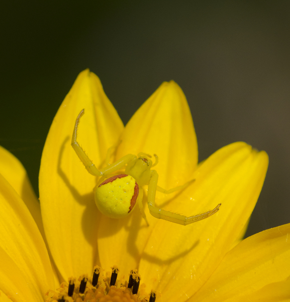 Misumena9415