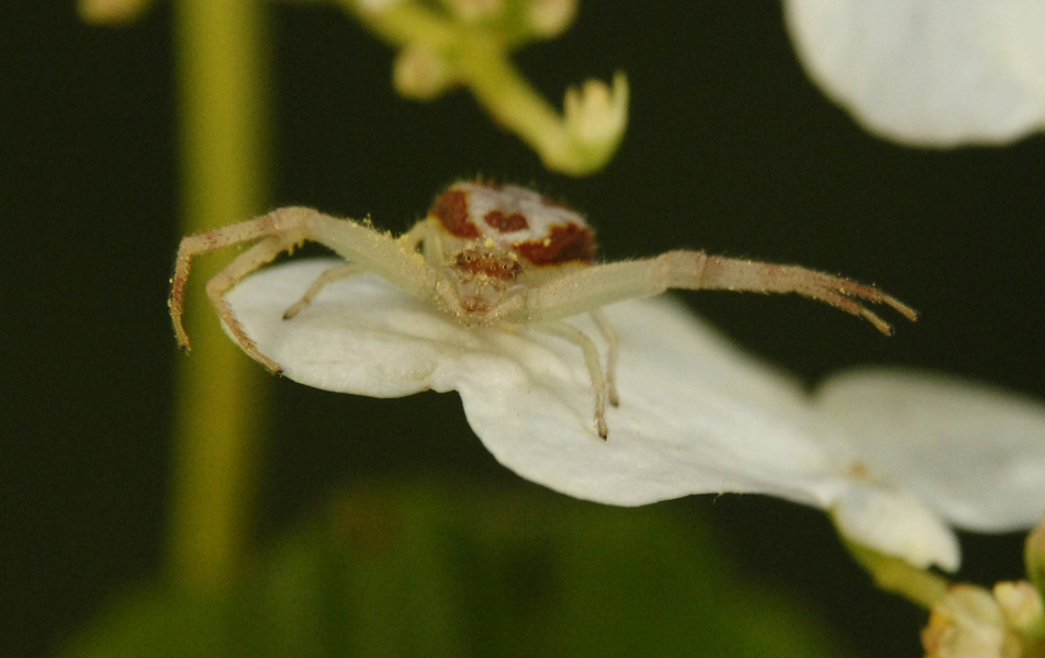 Misumenoides0003