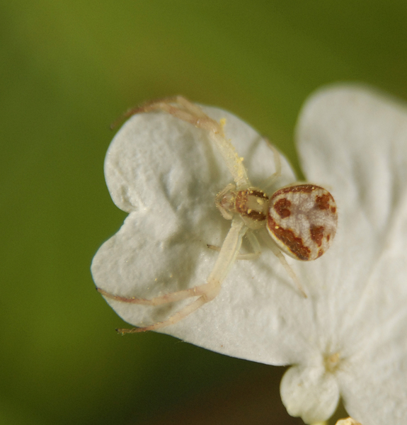 Misumenoides0013