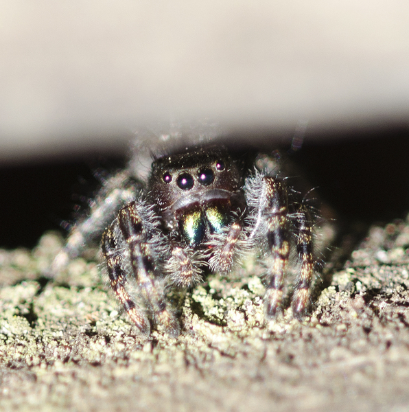Phiddipus0001
