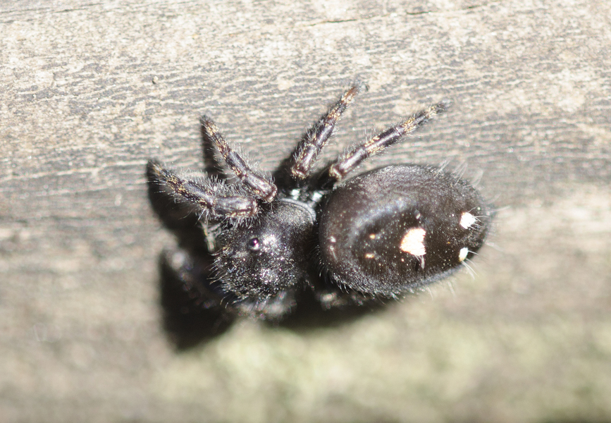 Phidippus0005