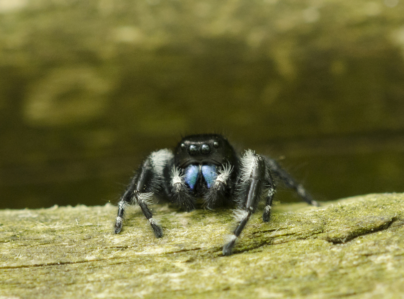 Phidippus1734