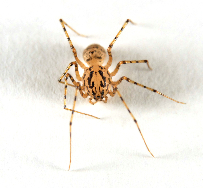 Scytodes_thoracica0023