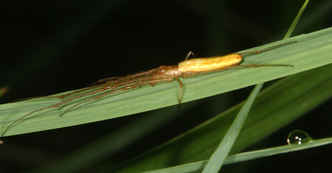 Tetragnatha8019