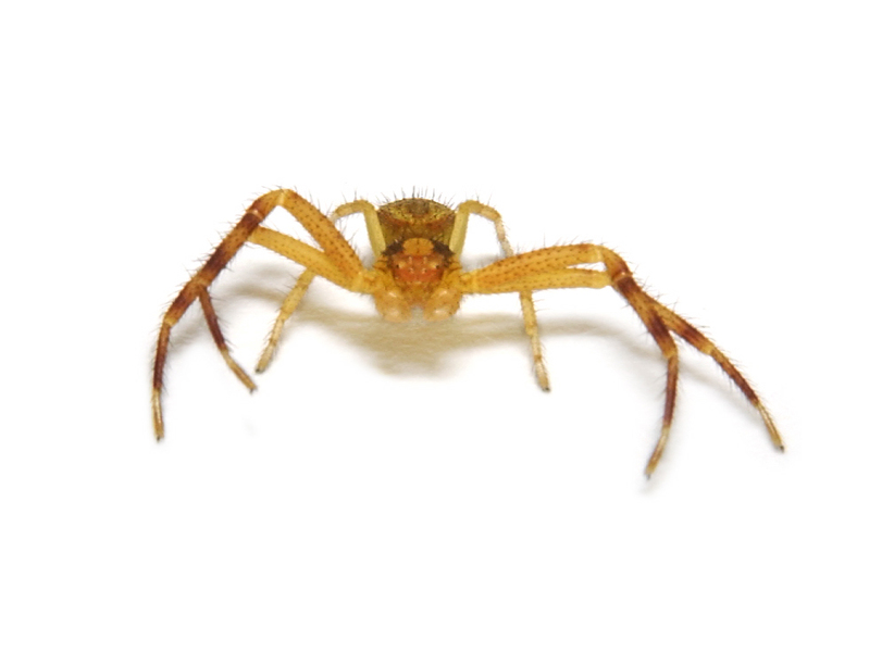 Thomisidae2862