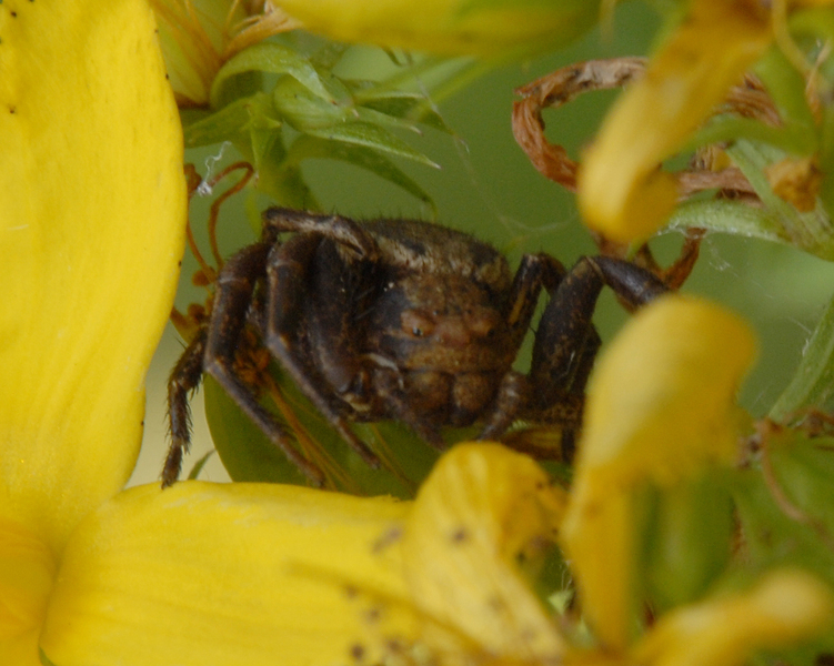 Xysticus0113