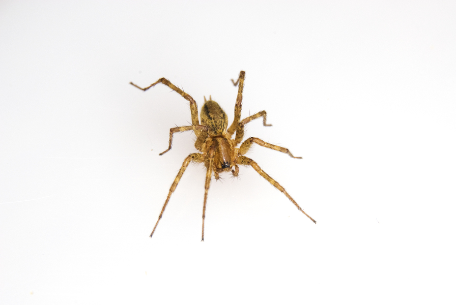 gnaphosid56042