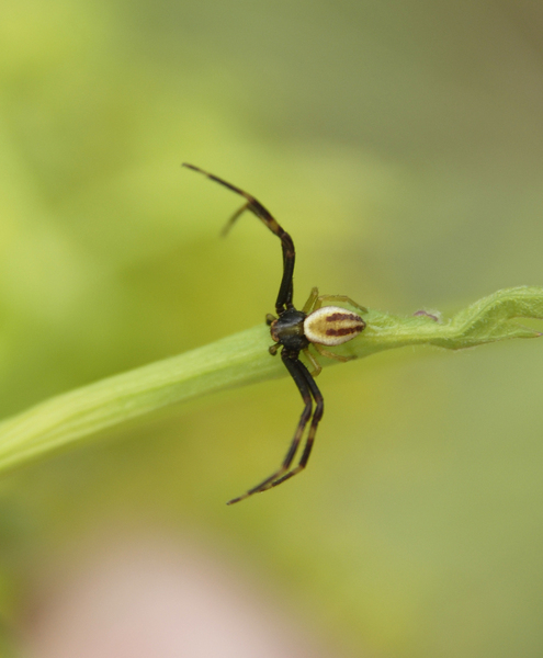 male_misumena_vatia0108