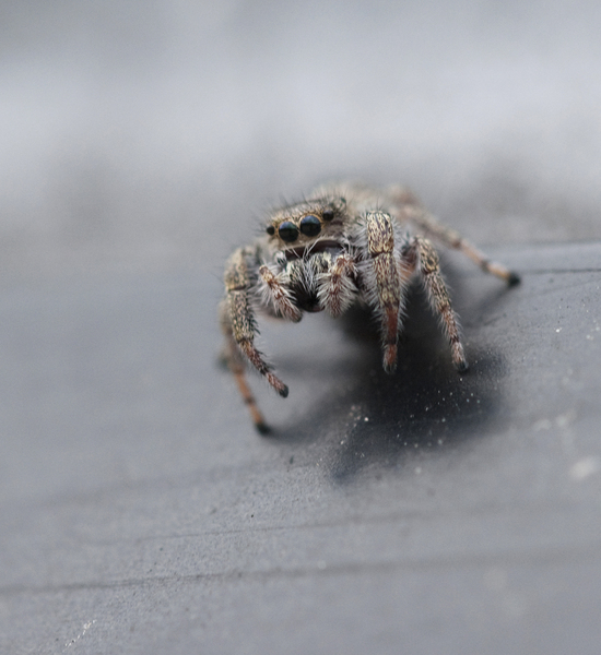 salticid3605