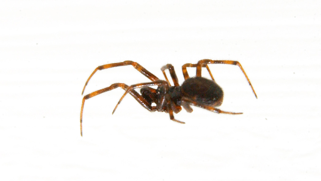 spider1
