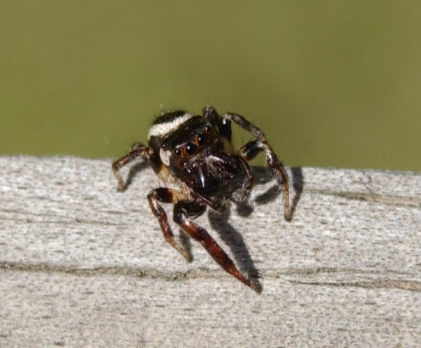 spider2a1