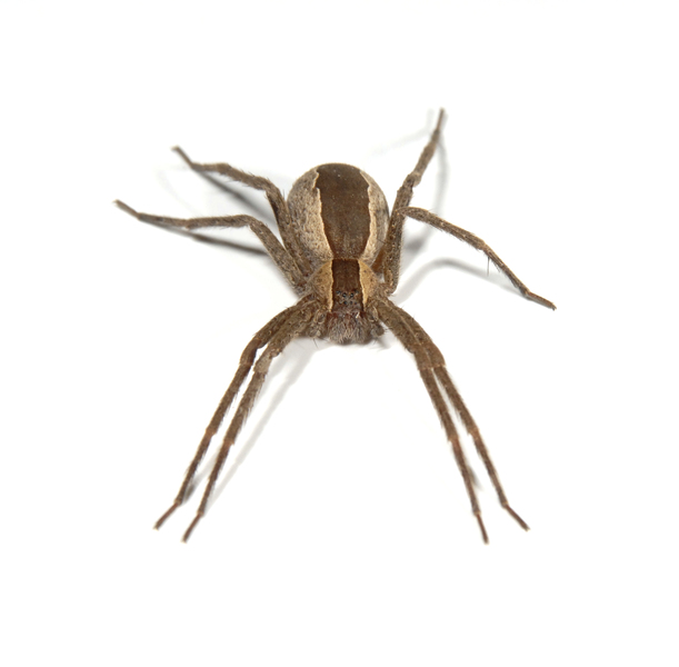 spider3495