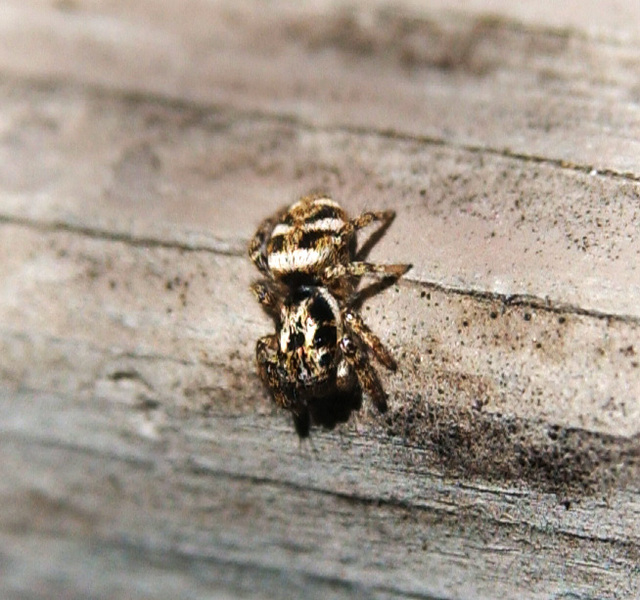 spider4722