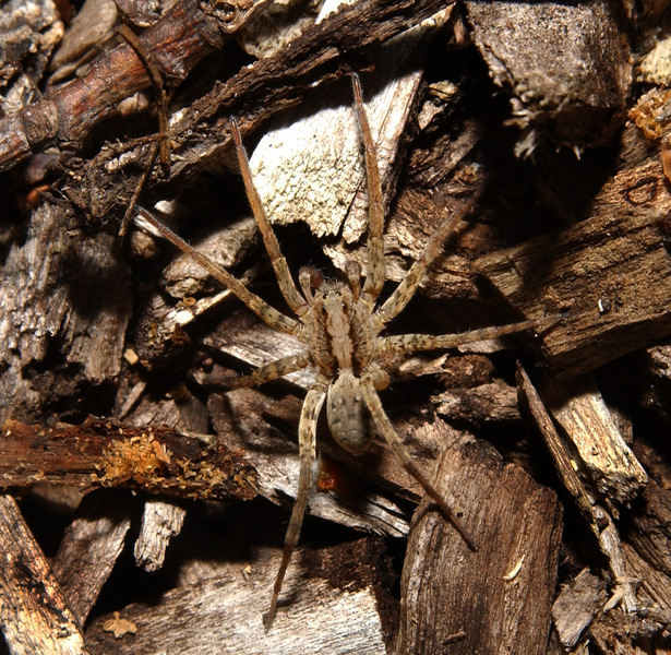 spider5006