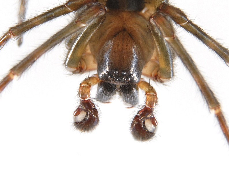 spider_close0028