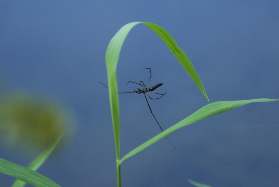 tetragnathid5265