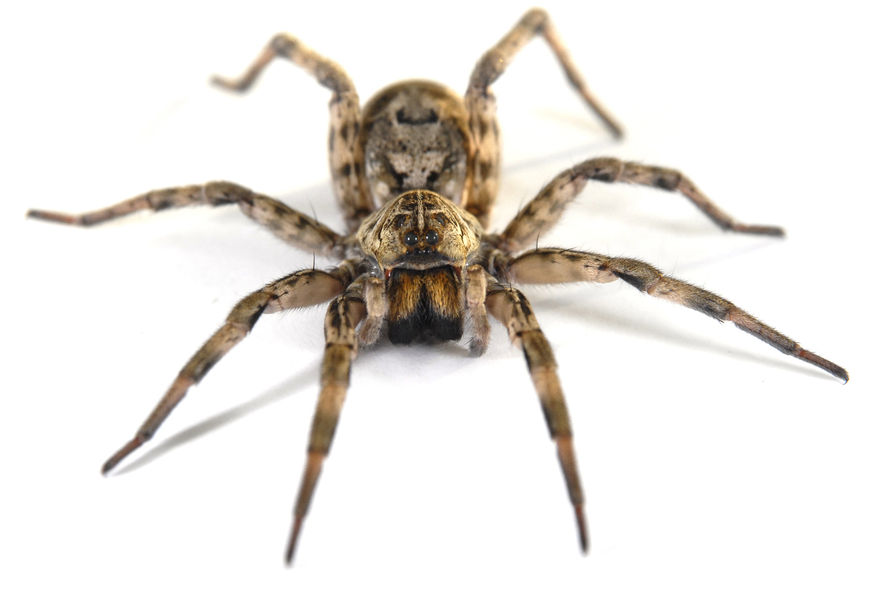 wolfspider0058