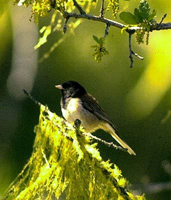 bird2_089