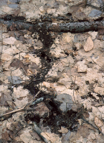 blarinatunnel1