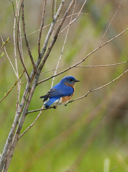 bluebird