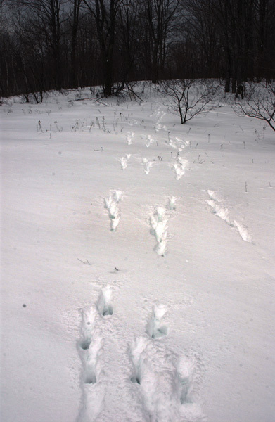 bounding_deer