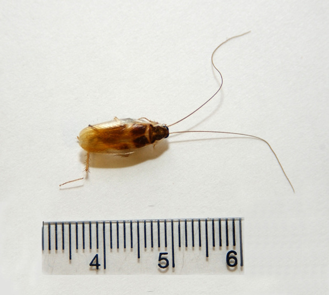 brownbanded