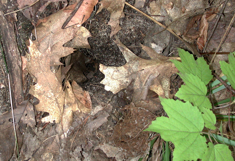 chipmunk_burrow