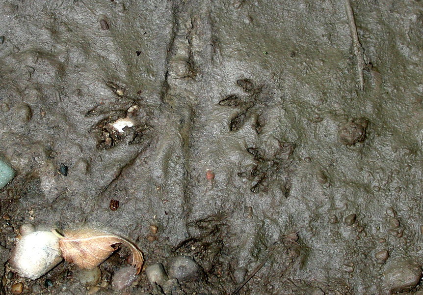 chipmunktracks