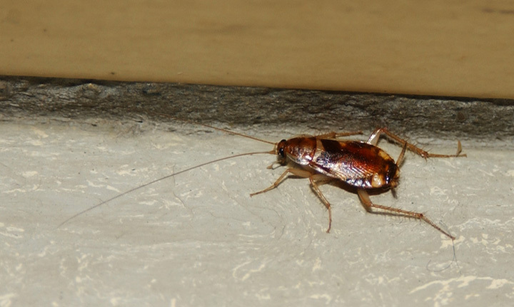 cockroach2