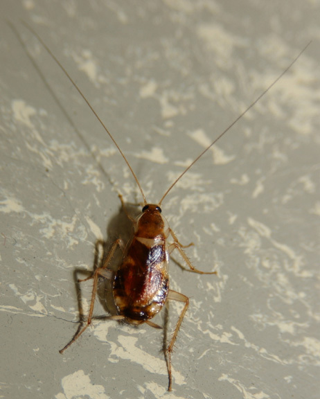 cockroach3
